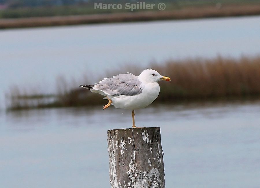 Larus argentatus